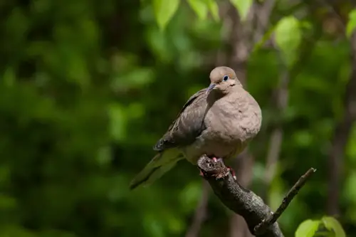 Mourning Dove