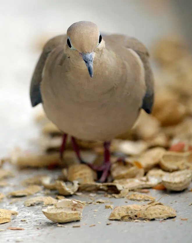 Mourning Dove