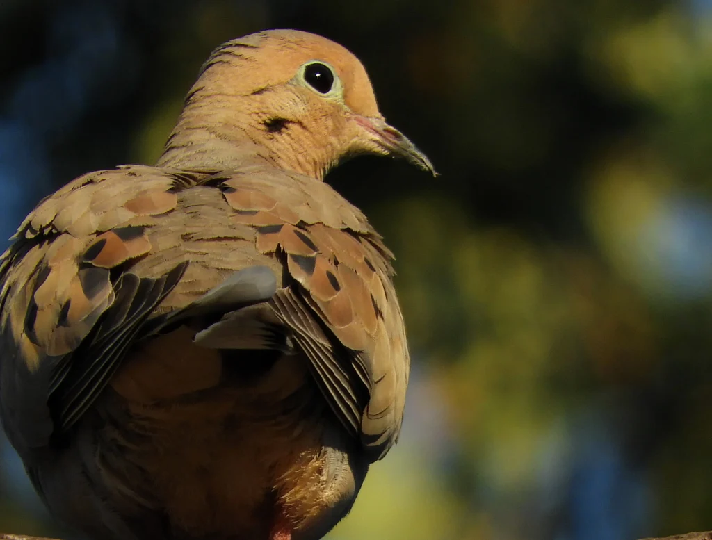 Mourning Dove