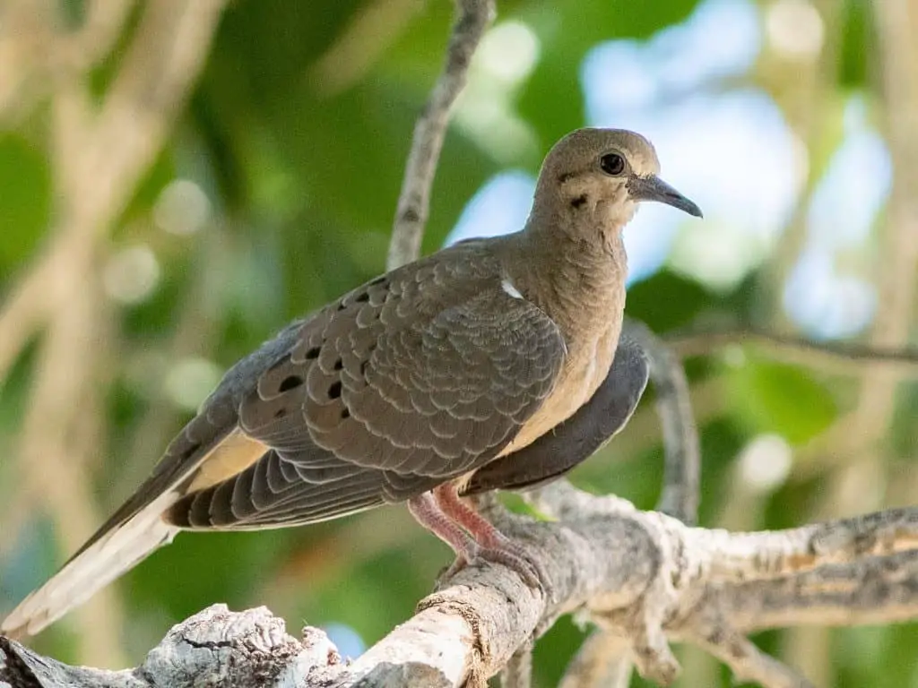 Mourning Dove