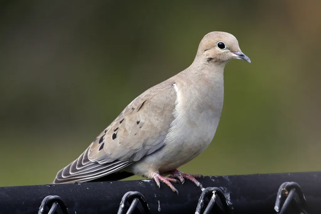 Mourning Dove