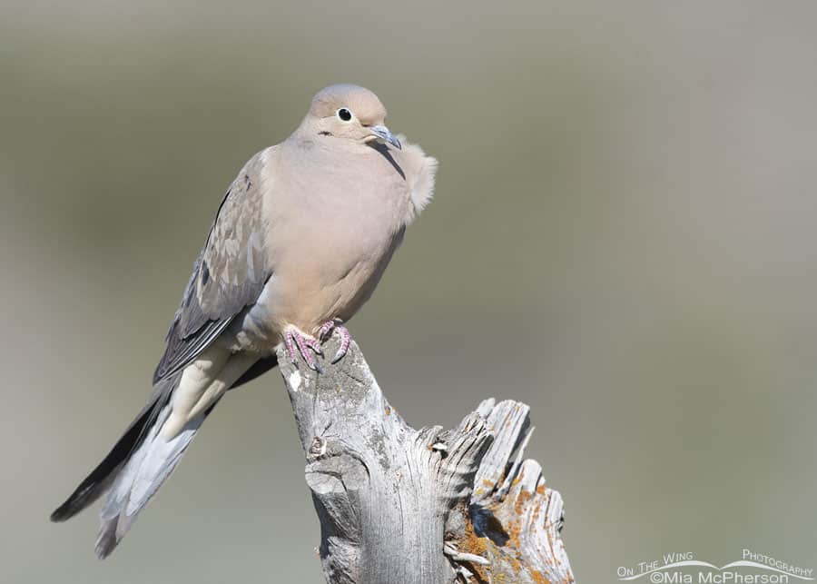 Mourning Dove