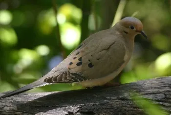 Mourning Dove