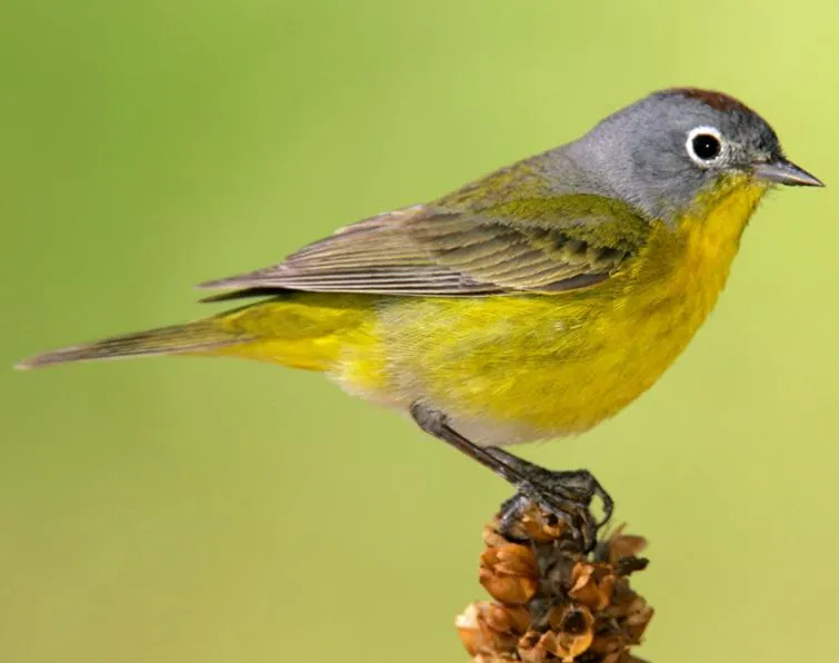 Nashville Warbler