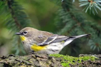 Yellow-Rumped Warbler