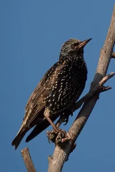 European Starling