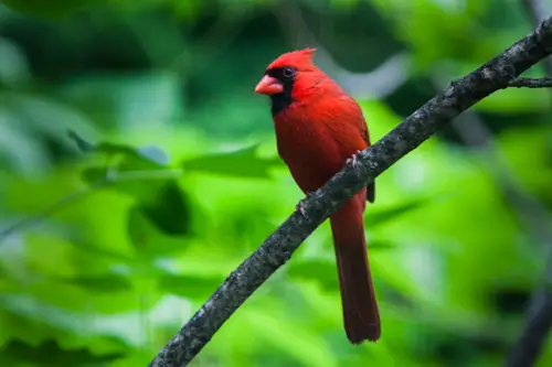 Northern Cardinal