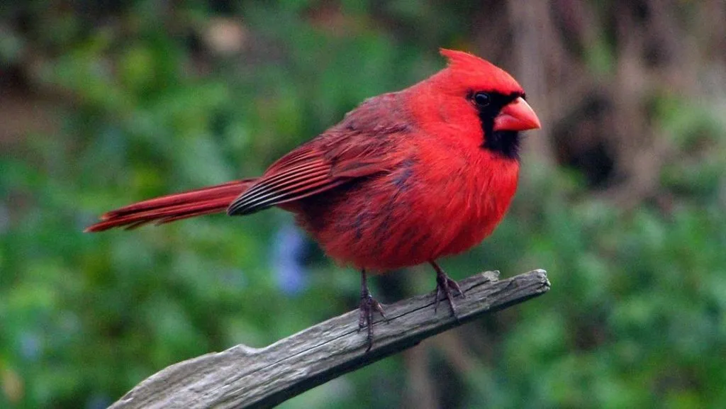 Northern Cardinal