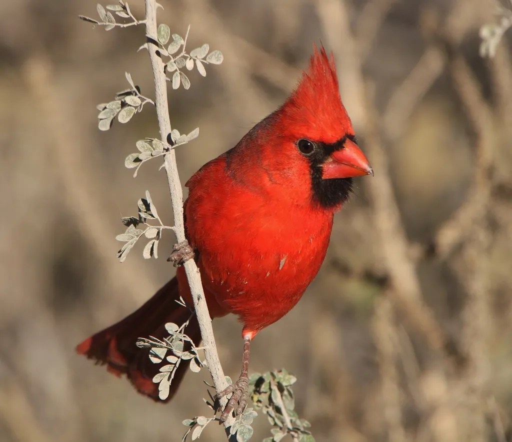 Northern Cardinal