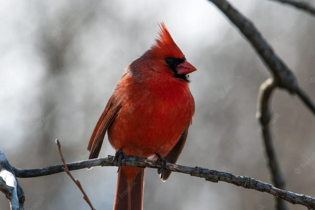 Northern Cardinal