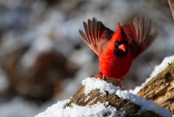 Northern Cardinal