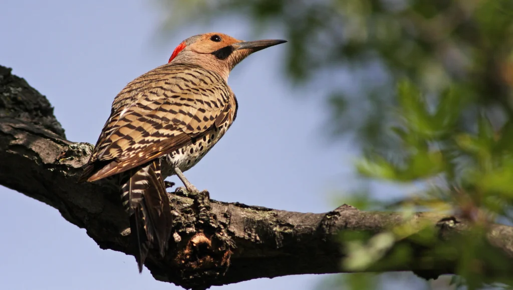 Northern Flicker