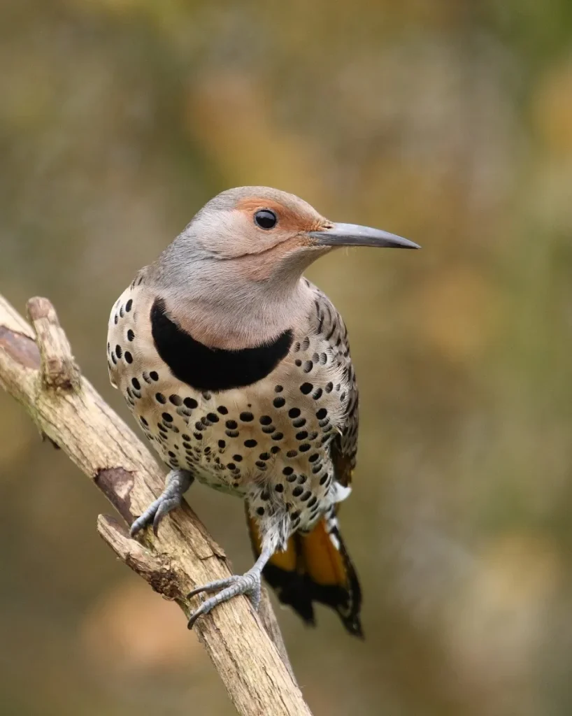 Northern Flicker