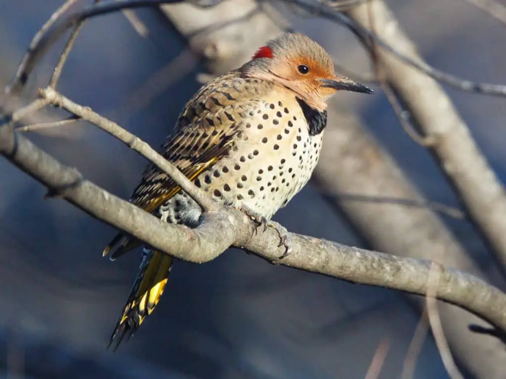 Northern Flicker