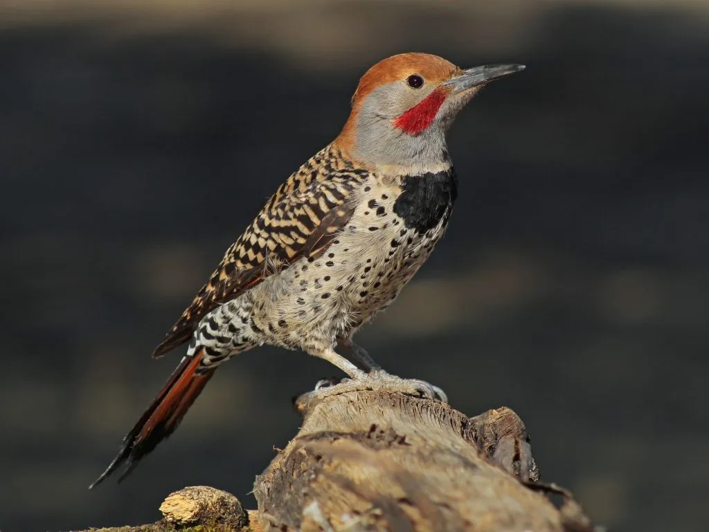 Northern Flicker