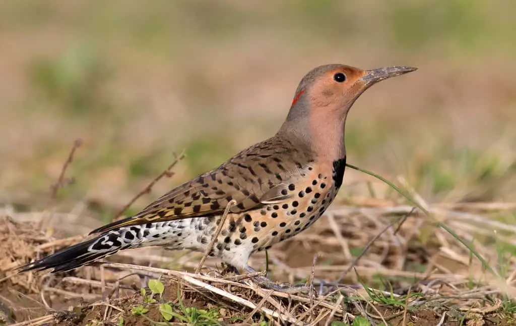 Northern Flicker