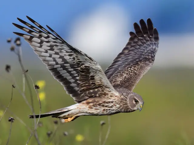 Northern Harrier