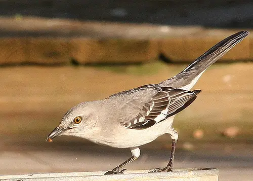 Northern Mockingbird 