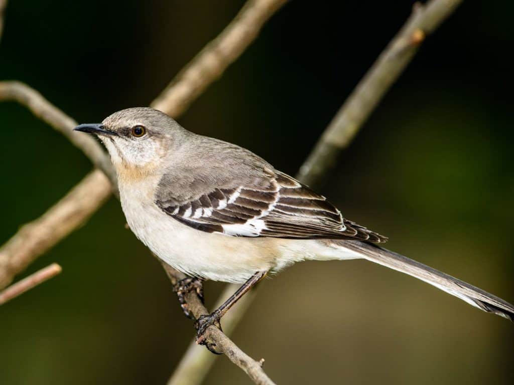 Northern Mockingbird 