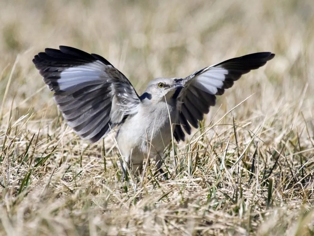 Northern Mockingbird