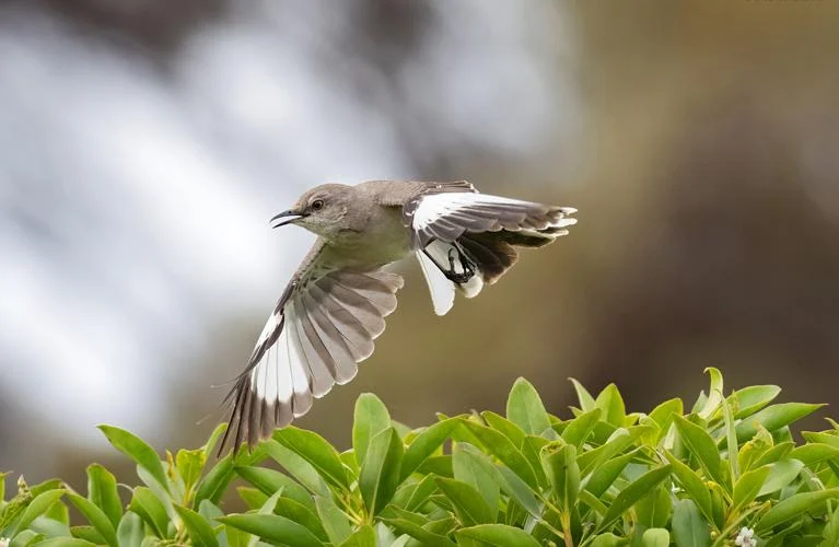 Northern Mockingbird