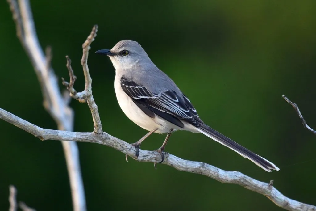 Northern Mockingbird