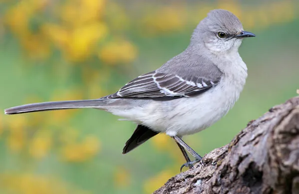 Northern Mockingbird