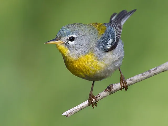 Northern Parula