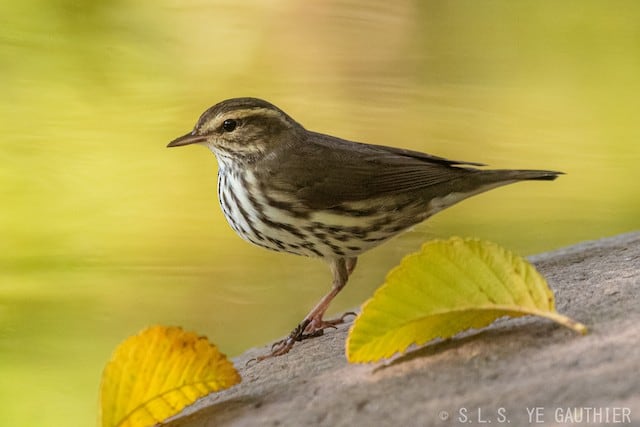 Northern Waterthrush