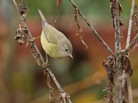 Orange-Crowned Warbler