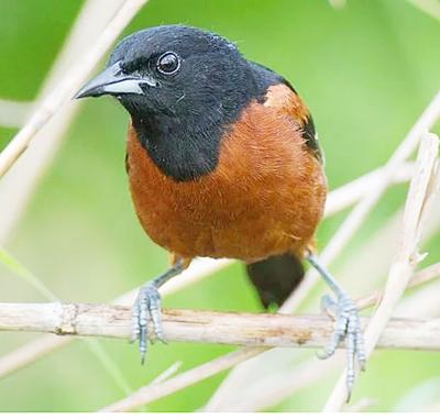 Orchard Oriole