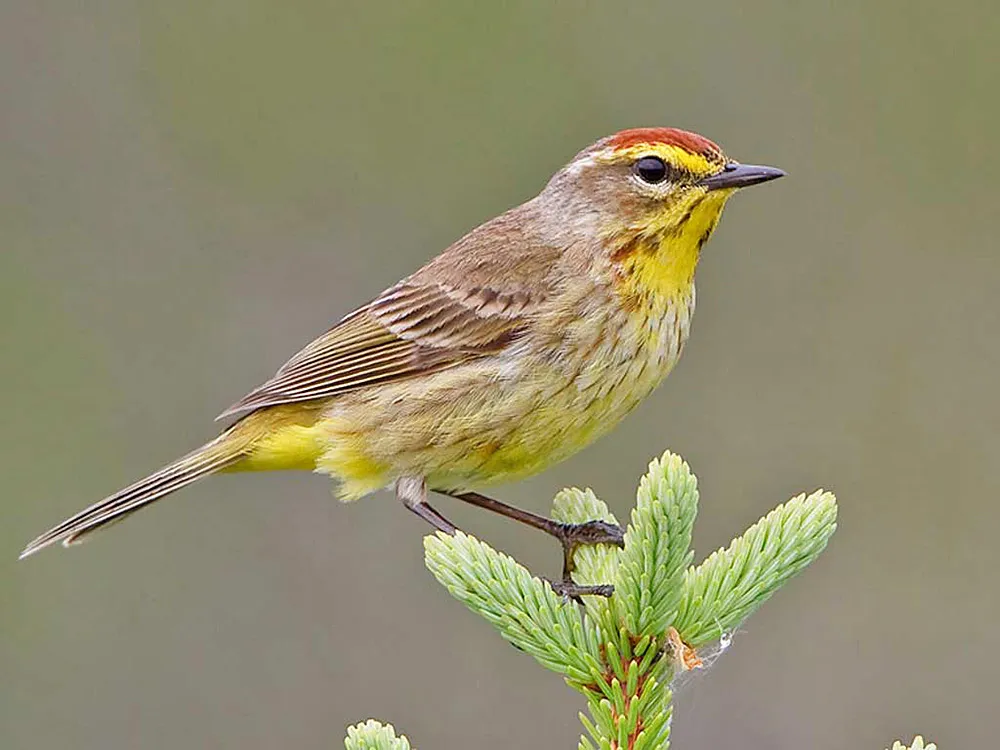 Palm Warbler