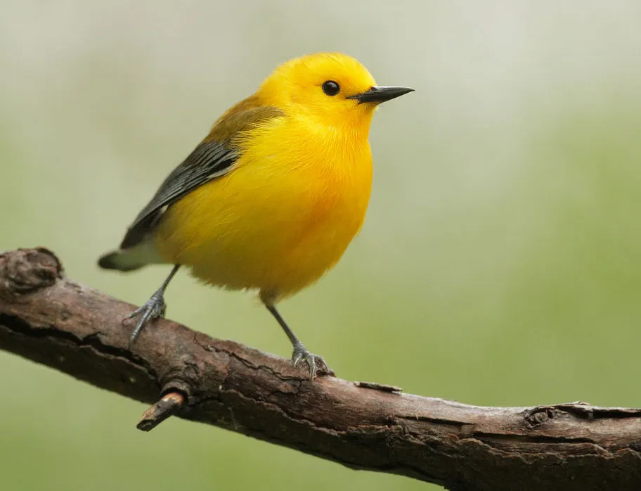 Prothonotary Warbler