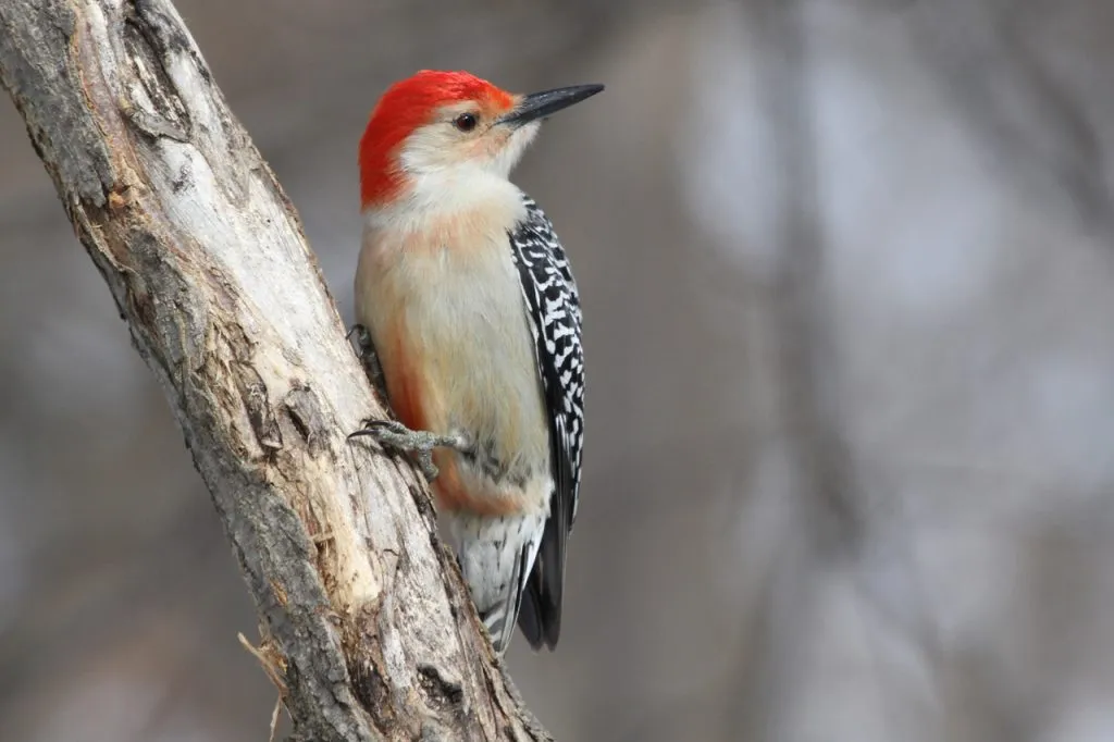 Red-Bellied Woodpecker