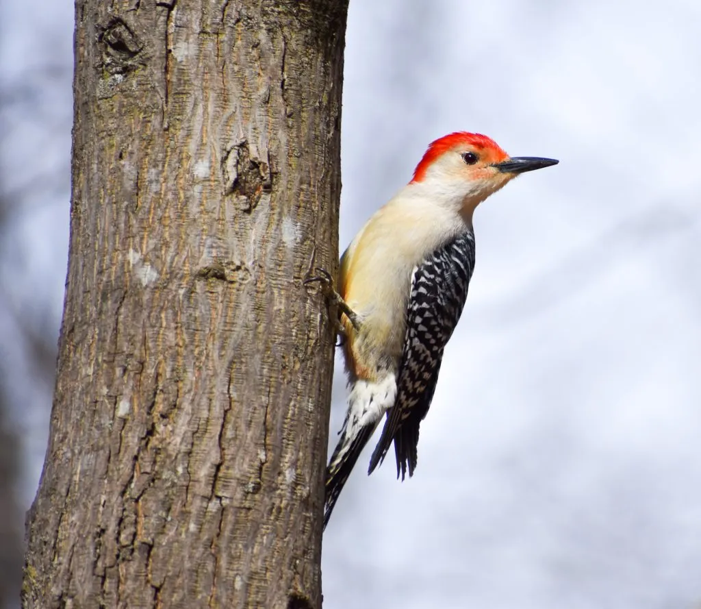 Red-Bellied Woodpecker