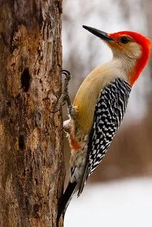 Red-Bellied Woodpecker