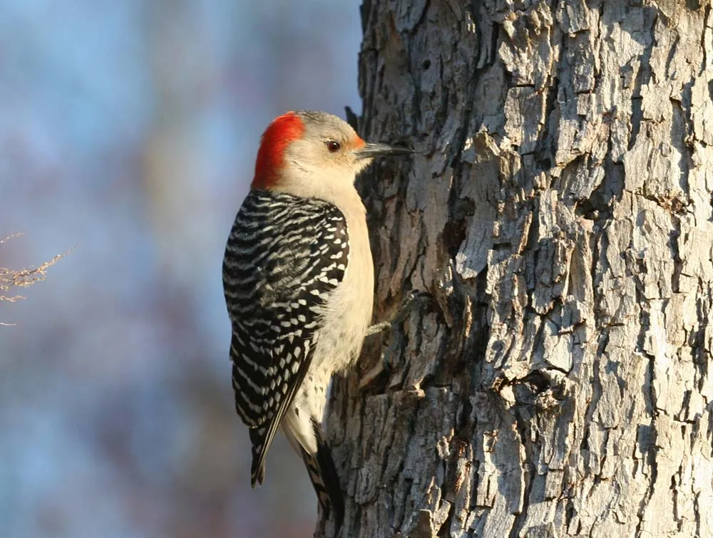 Red-Bellied Woodpecker