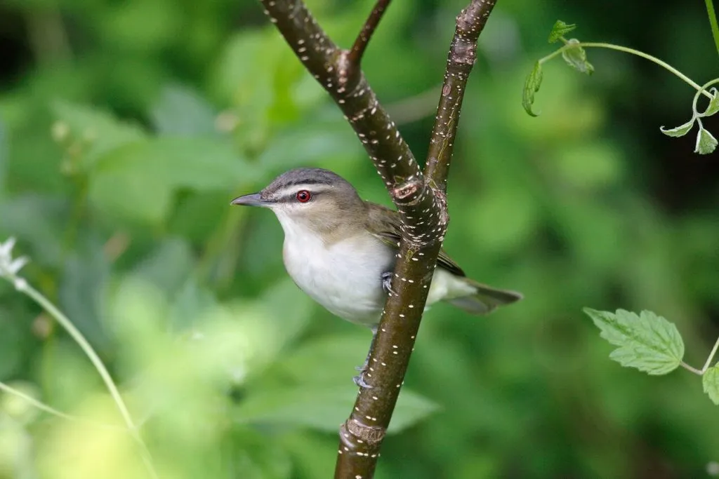 Red-Eyed Vireo