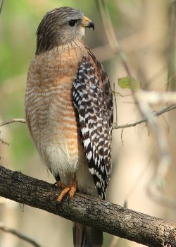 Red-Shouldered Hawk