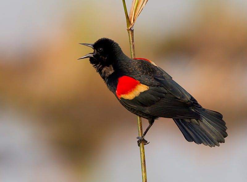 Red-Winged Blackbird