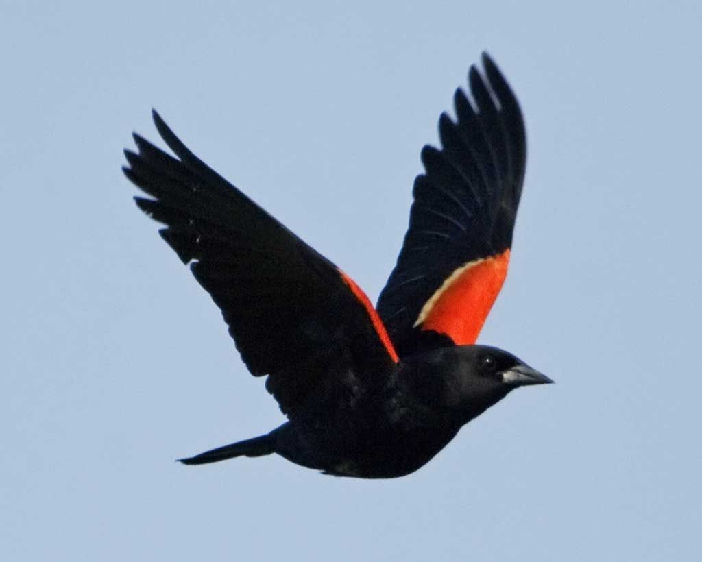 Red-Winged Blackbird