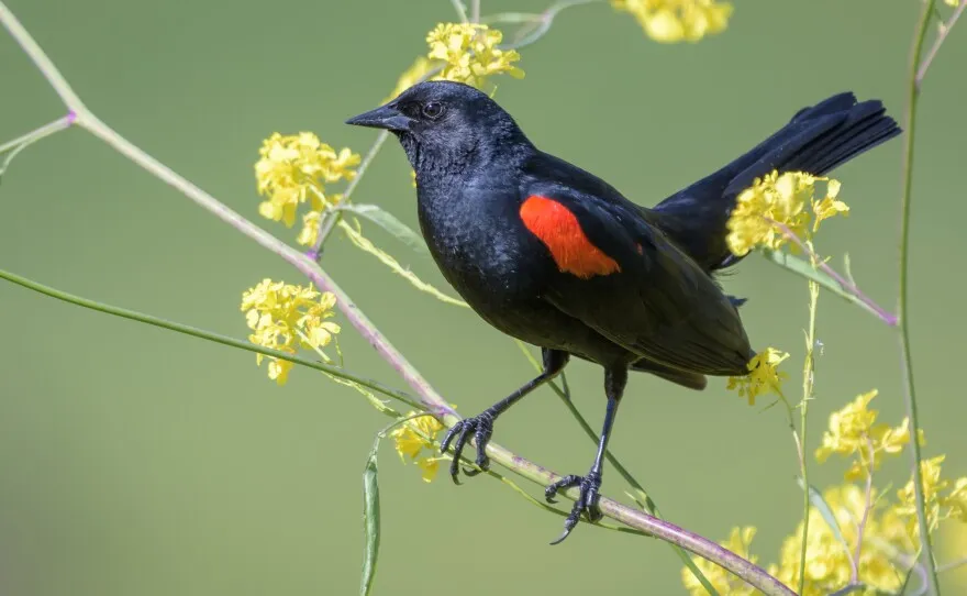 Red-Winged Blackbird