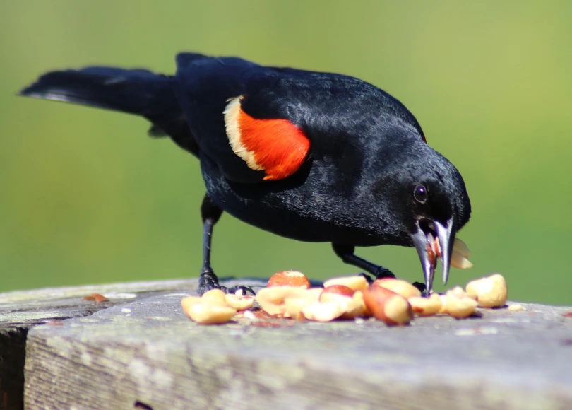 Red-Winged Blackbird