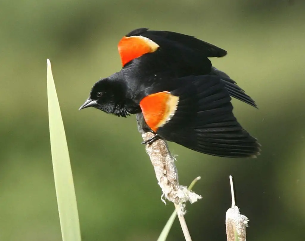 Red-Winged Blackbird