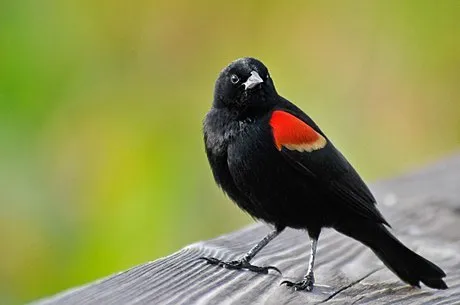 Red-Winged Blackbird