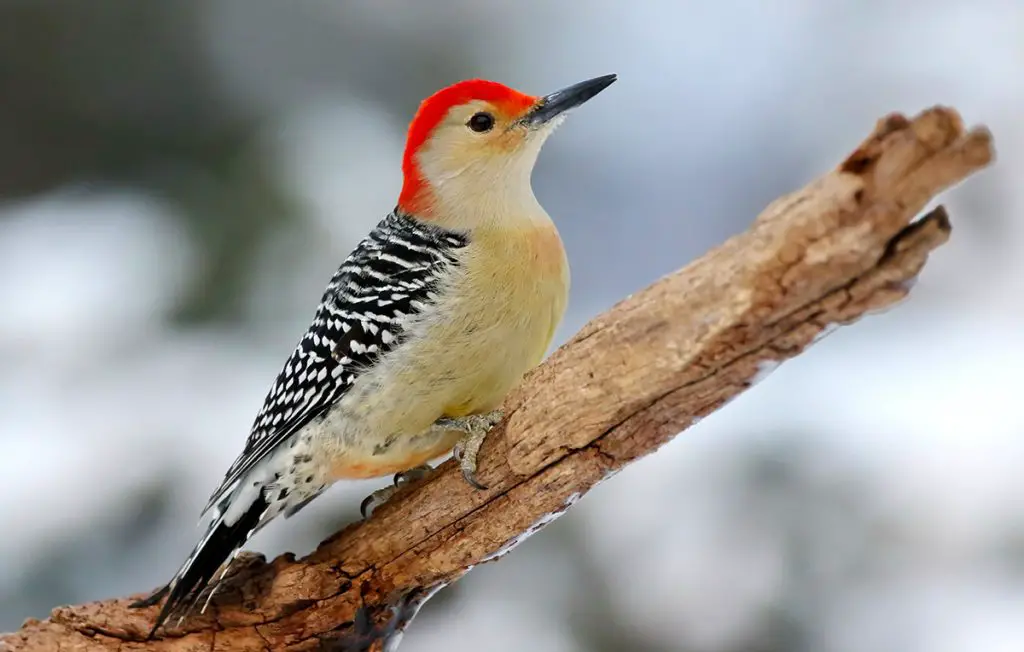 Red-bellied Woodpecker