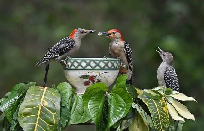 Red-bellied Woodpecker