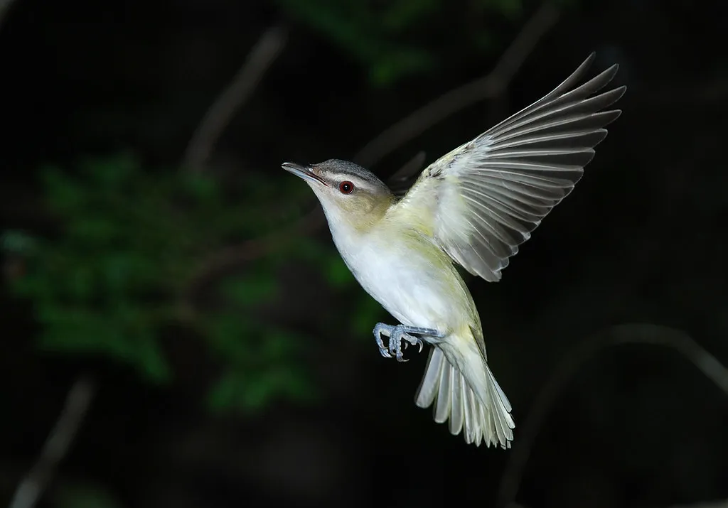 Red-eyed Vireo