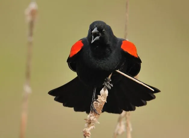 Red-winged Blackbird