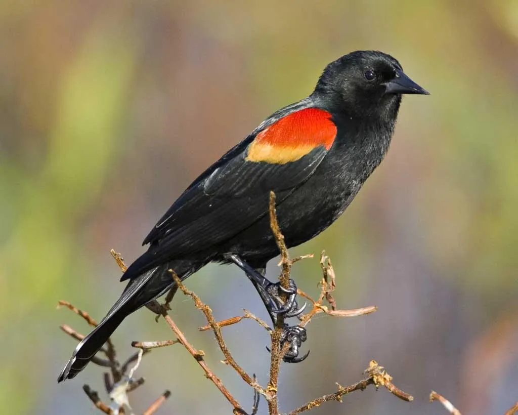 Red-winged Blackbird